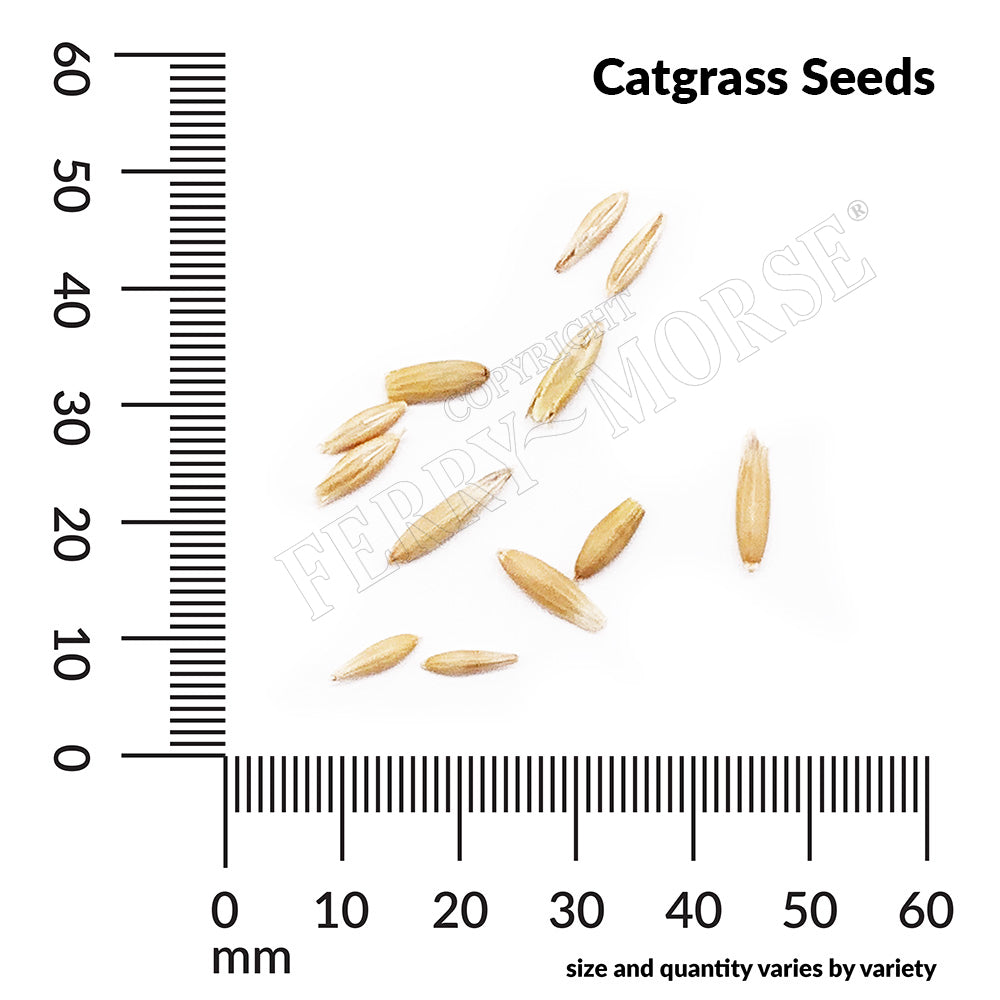 Catgrass seed spill and measurement